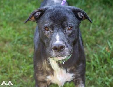 A black dog with a white patch on its chest and a green collar, standing on grass.