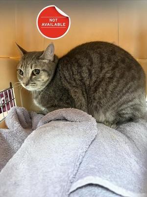 Tootsie, adult, available for adoption
