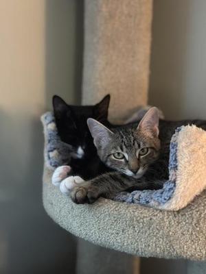 Two cats resting on a cat tree