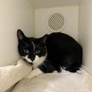Mark, adult, available for adoption