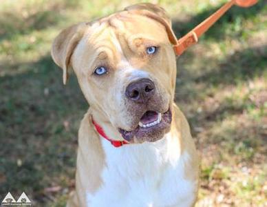 A light brown dog with blue eyes wearing a red collar and a leash, standing outdoors on grass.