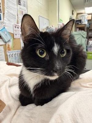 Amethyst, adult, available for adoption