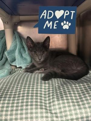 Branch, young, available for adoption