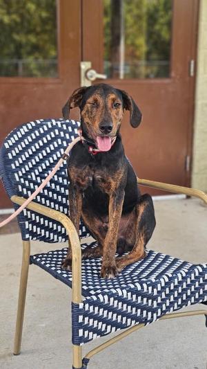Jay Bird, German Shepherd Dog / Hound, young, available for adoption