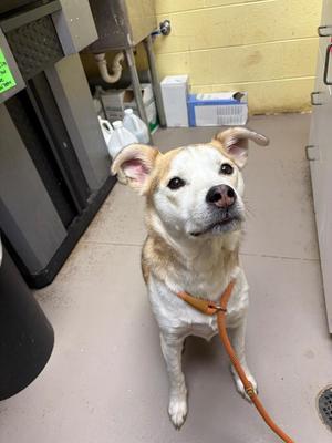 Harvey (neutered), German Shepherd Dog / Husky, adult, available for adoption