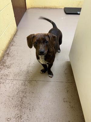 JUNEBUG, Chihuahua / Basset Hound, puppy, available for adoption