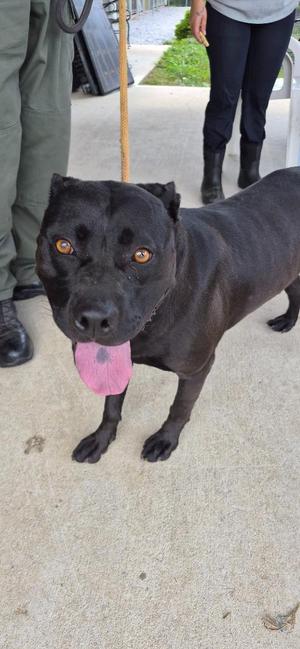 A black dog with a pink tongue sticking out, standing on a concrete surface. The dog has a muscular build and is wearing a leash. There are people standing in the background.