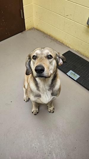 A medium-sized dog with light brown and dark brown fur, sitting on a gray floor and looking up at the camera. There is a scale on the right side of the image and a brown door on the left.