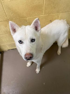 ANDES, Husky, young, available for adoption