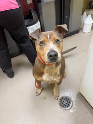 BREWSTER (NEUTERED), American Bulldog / Mountain Cur, adult, available for adoption