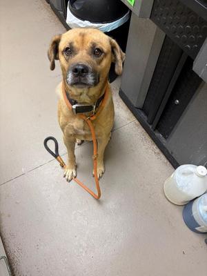 Cheeser, German Shepherd Dog / Hound, adult, available for adoption