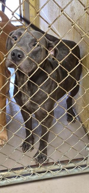 Larry, American Bulldog, young, available for adoption