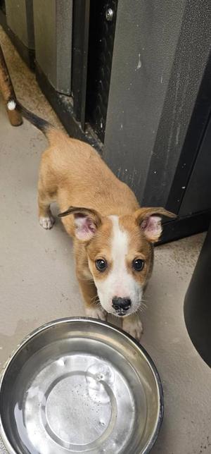 HarryPotter, Shepherd, puppy, available for adoption