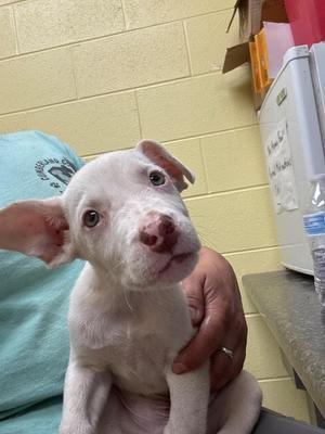 A white puppy with blue eyes being held by a person in a green shirt, standing in front of a yellow wall and a refrigerator.