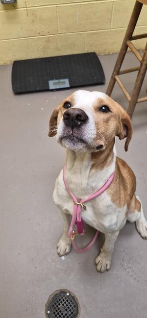 A brown and white dog wearing a pink harness, sitting on a concrete floor.