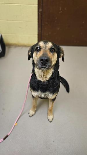 Gemini, German Shepherd Dog / Labrador Retriever, adult, available for adoption