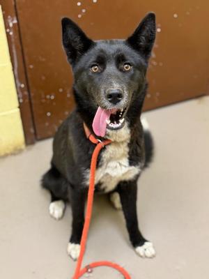 Foxy (SPAYED), German Shepherd Dog, young, available for adoption