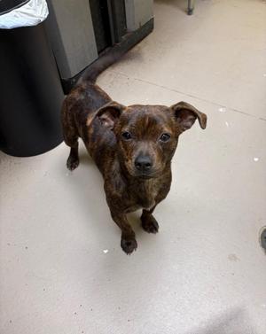 HONEY BEE, Chihuahua / Basset Hound, puppy, available for adoption