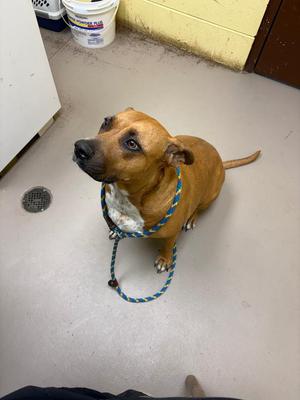 Lady Lardington, American Staffordshire Terrier / Mixed Breed, adult, available for adoption