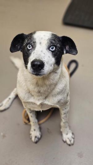 a black and white dog with blue eyes sitting on a concrete floor