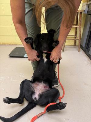FIDGET, Labrador Retriever / Shepherd, puppy, available for adoption