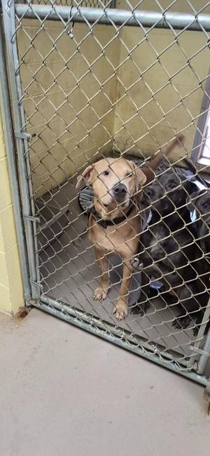 Curly, American Bulldog, young, available for adoption