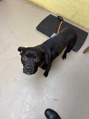 Bingo, Labrador Retriever / Boxer, puppy, available for adoption