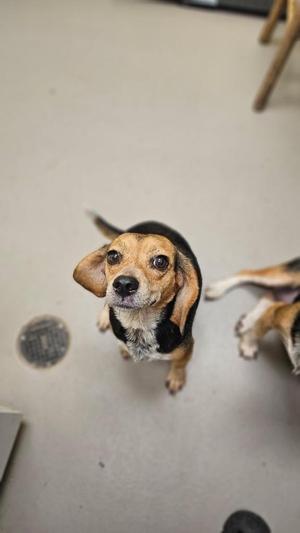 A beagle dog looking up at the camera with its ears perked up.