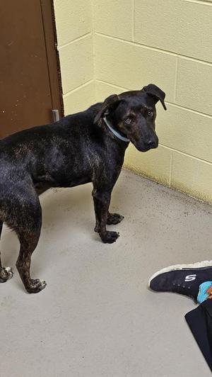 Henry the 3rd, Hound / Mountain Cur, adult, available for adoption