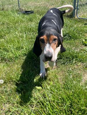 GEORGIA, Hound, senior, available for adoption