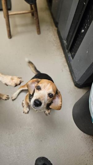 A beagle dog looking up at the camera with its ears flopped down, standing on a concrete floor.