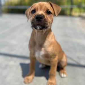 Artemis, Terrier, puppy, available for adoption