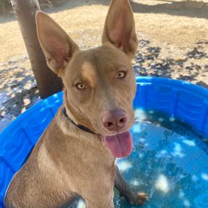 Brownie, Cattle Dog, adult, available for adoption