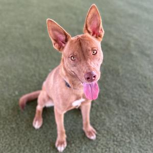 A brown dog with pointed ears and a pink tongue sticking out, sitting on a green surface.