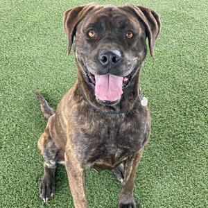 A brindle-colored dog with a happy expression is sitting on artificial turf, panting with its tongue out.