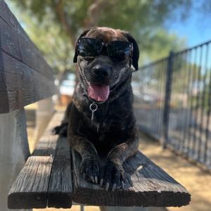 Betty, Mastiff, adult, available for adoption