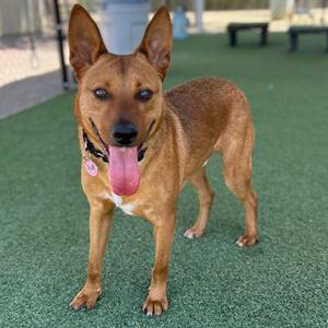 A brown dog with pointed ears and a pink tongue standing on green artificial turf.