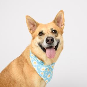 A happy dog with a blue bandana with white flowers