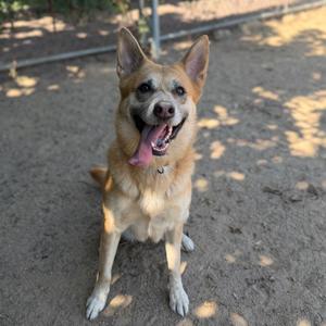 A happy dog sitting on a dirt ground with its tongue out, looking at the camera.