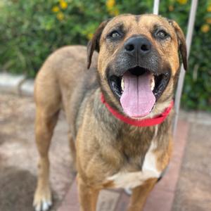 A happy brown and tan dog wearing a red collar standing outside.