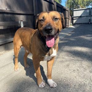 Brody, Mastiff, adult, available for adoption