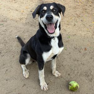 A black and white dog sitting on a sandy ground with a green tennis ball nearby.