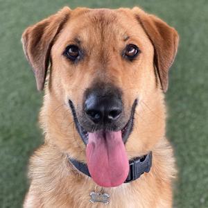 A close-up of a happy dog with its tongue out, wearing a black collar with a tag.