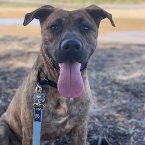 A brindle dog with its tongue hanging out, wearing a collar and leash.