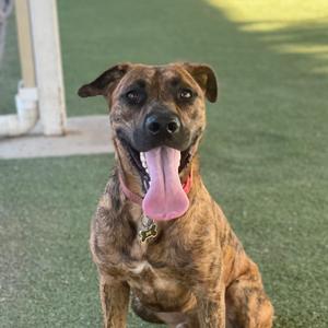 A brindle dog with a pink tongue sticking out, sitting on a green artificial turf surface.
