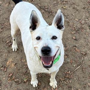 A white dog with black spots on its ears and back, wearing a green collar, standing on a dirt ground and looking up with its mouth open.