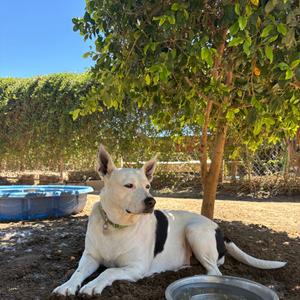 Madeline, Cattle Dog, adult, available for adoption