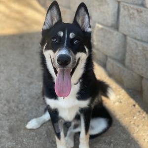 A black and white dog with a pink tongue sticking out, sitting on a concrete surface in front of a brick wall.