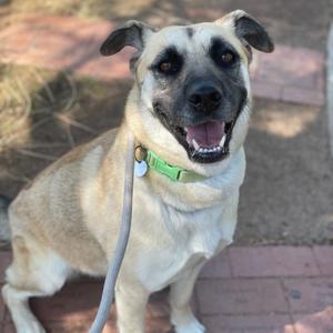A happy tan and black dog with a green collar and leash looking at the camera.