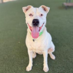 A white dog with a pink tongue sticking out, sitting on a green surface.